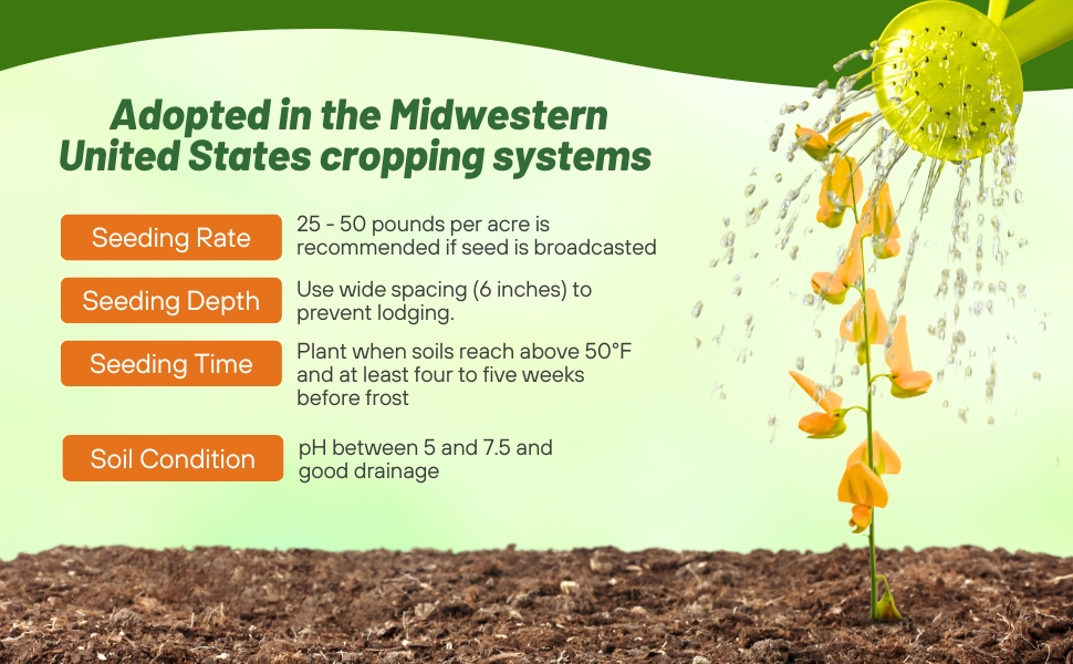 Seeding Rate & Planting Time For Sunn Hemp Seeds