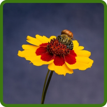 Plains Coreopsis Pollinator Attracting Bees