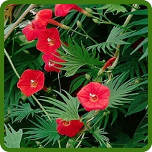 Ipomoea Quamoclit Cardinal Climber Fast Growing Vine