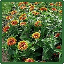 Semi-tall Growth Habit of Zinnia Zowie Yellow Flame