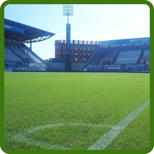 High Density Monaco Bermuda Grass Seed