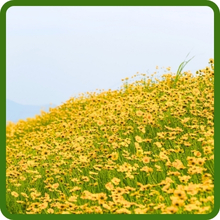 Lance Leaved Coreopsis For Xeriscape Landscaping