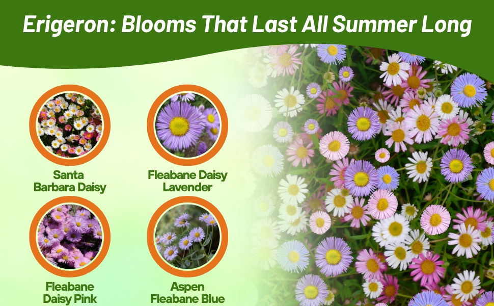 Santa Barbarba, Fleabane, Mexican Daisy, or Erigeron are Common Names