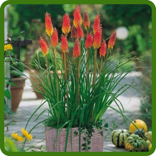 Red Hot Poker Suitable for Containers
