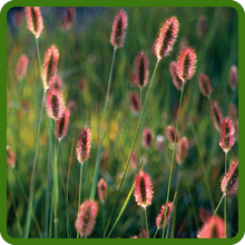 Feathery Plumes of Pennisetum Fountain Grass