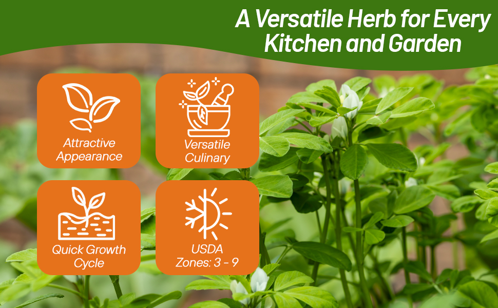 Fenugreek From Garden to Kitchen For Culinary Uses