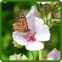 Marsh Mallow Flowers Attracts Pollinating Bees