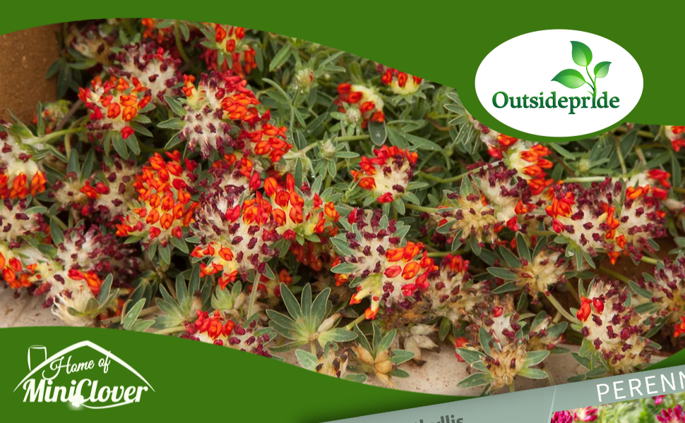 Anthyllis Ground Cover Plant Seeds