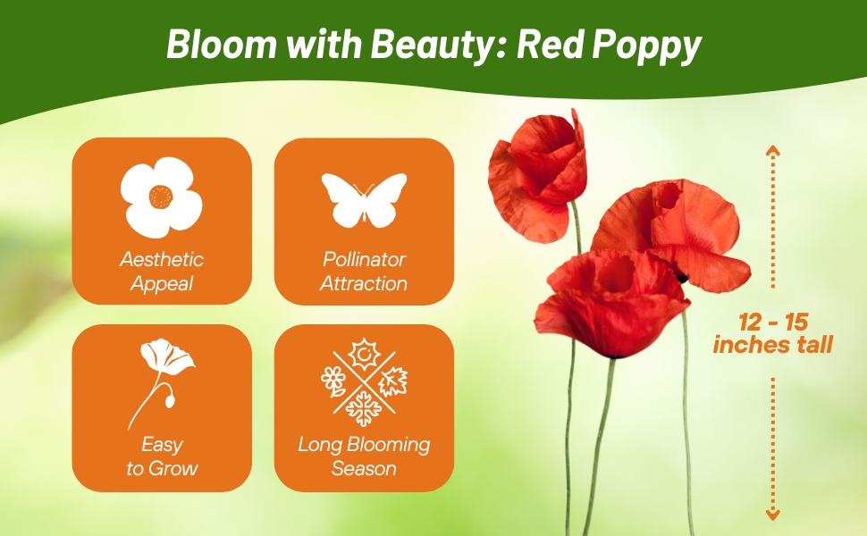 Red Poppy Flowers Grow 12 - 15 Inches Tall