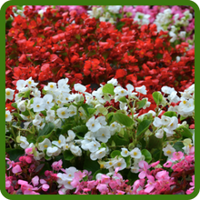 Dragon Wing Begonia Vibrant, Colorful Blooms