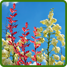 Tall Flower Stalks of Yucca Plants