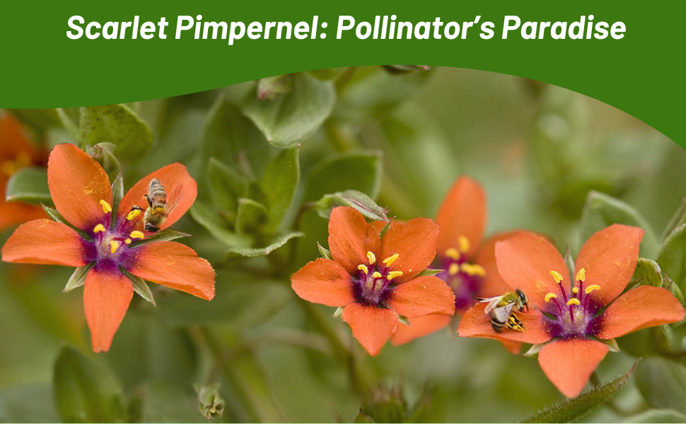 Scarlet Pimpernel Attracts Bees, Butterflies, & Beneficial Insects