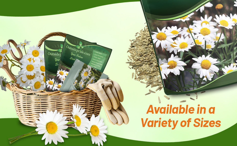 Chrysanthemum Leucanthemum Bulk Seed For Planting