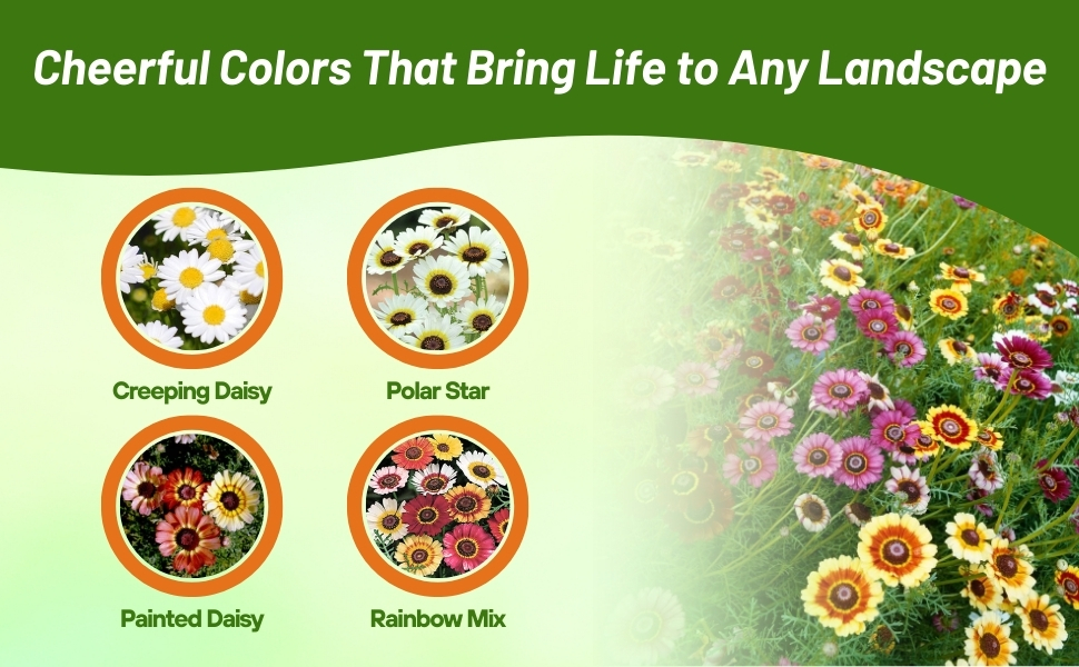 Chrysanthemum Flower Varieties From Seeds