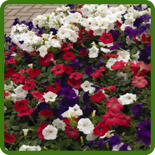 Heat Tolerant Easy Wave Petunias