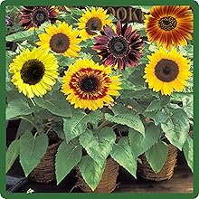 Helianthus Annuus Sunflower Container Plants