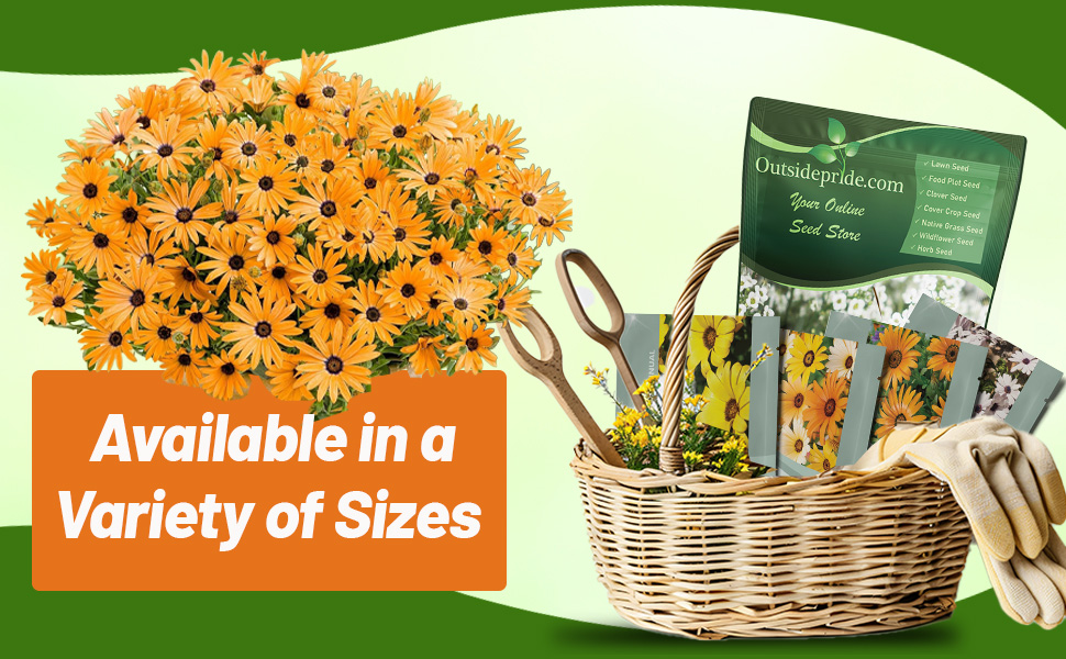 African Daisy Seed Packets & Bulk Bag For Planting