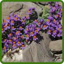 Alpine Toadflax Suitable for Rock Gardens and Walls