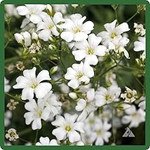 Gypsophila Baby's Breath Long Lasting Blooms
