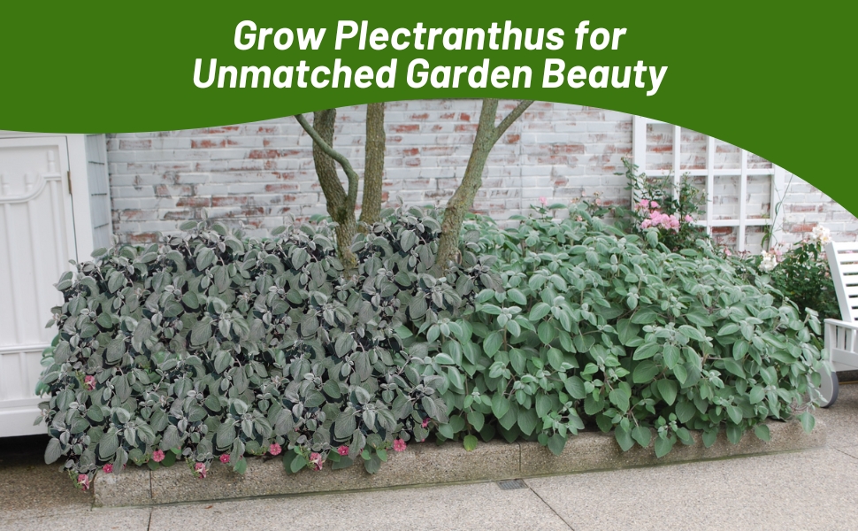 Plectranthus Silver Shield & Silver Crest Flower Bed