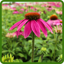 Echinacea Pow Wow Wild Berry Purple Coneflower Deep Rose Blooms