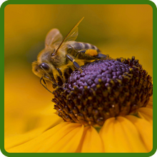Pollinator Support