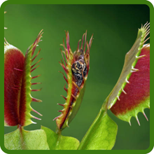 Venus Flytrap Insect Eater