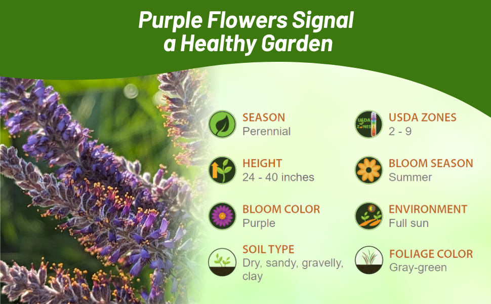 Perennial Leadplant For Full Sun