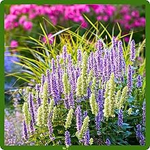 Hyssop Herb Garden