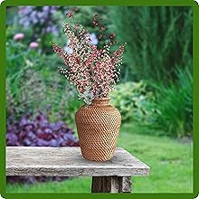 Prolific and Elegant Heuchera Cut Flowers