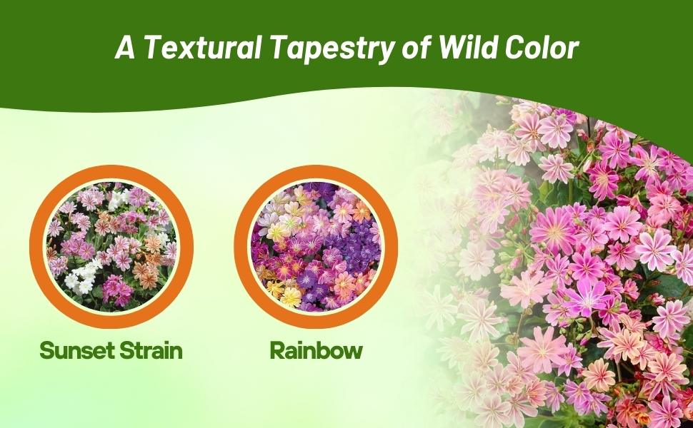 Sunset Strain & Rainbow Lewisia Flowers