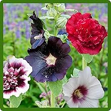 Vibrant & Diverse Blooms of Hollyhock