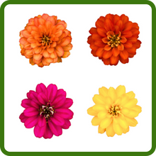 Diverse Flower Colors Zinnia Elegans Flowers