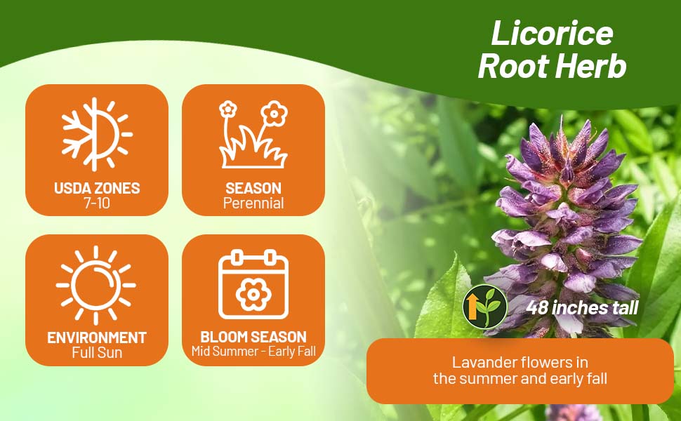 Perennial Licorice Root Herb For Full Sun