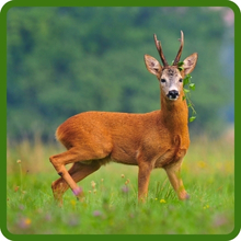 Deer Proof New England Aster Flowers