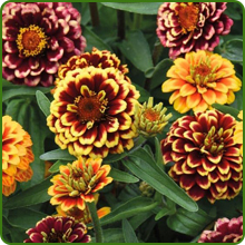 Compact Zinnia Aztec Sunset Plants