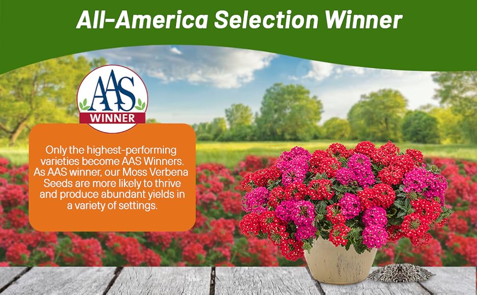 All American Selection Winner Moss Verbena Sweetheart Kisses