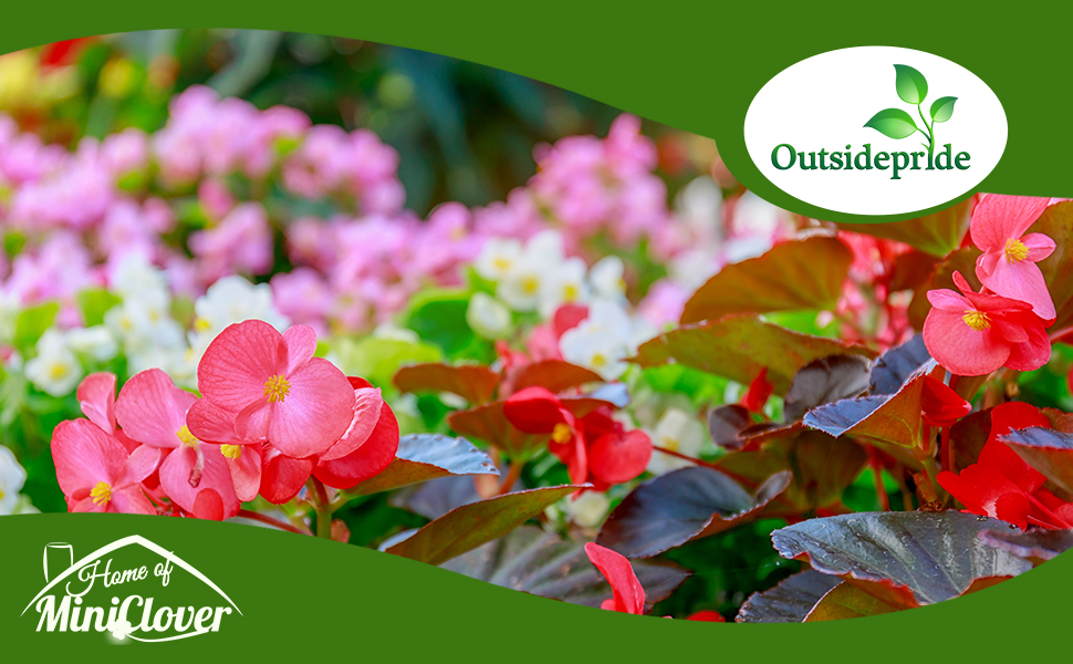 Dragon Wing Begonia Flower Garden