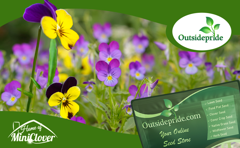 Viola Flower Garden Planted From Flower Seeds