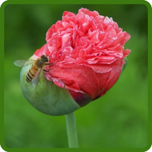 Pollinator-Friendly Peony Poppy Flowers