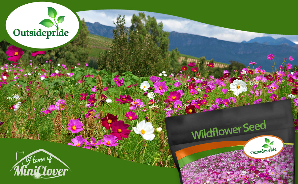 Cosmos Bipinnatus Sensation Wildflower Seed Mixture Flower Garden