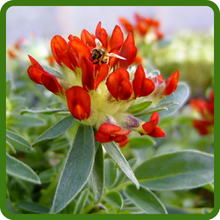 Anthyllis Attracts Pollinators