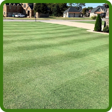 Fast Growing Yukon Bermuda Grass Seed