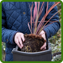 Suitable for Container and Patio Use