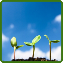 Sprouts of Annual Sun Wildflower Seed Mixture