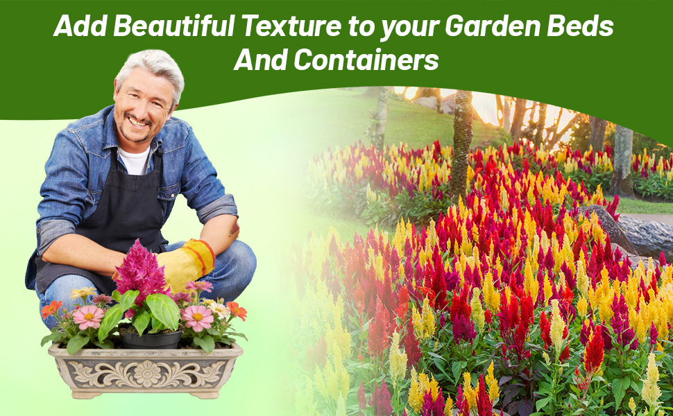 Man Tending to Celosia Flower Garden