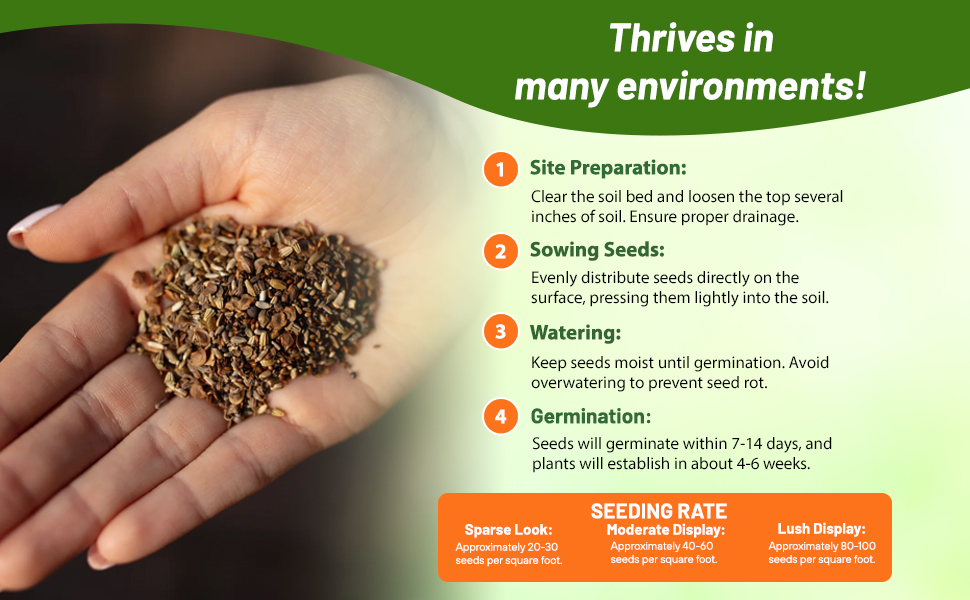 Planting Directions For Rock Garden Perennial Flower Seeds