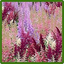 Beautiful, Plumed Blooms of Astilbe