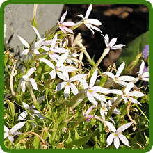 Heat & Drought Tolerant Laurentia Plants