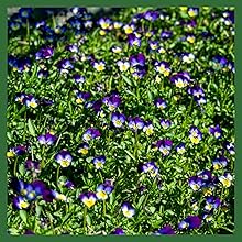 image of flower